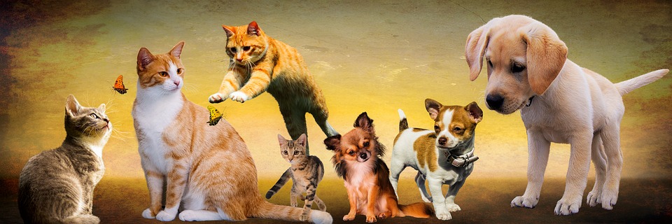 habituer un chat et un chien a vivre ensemble  1